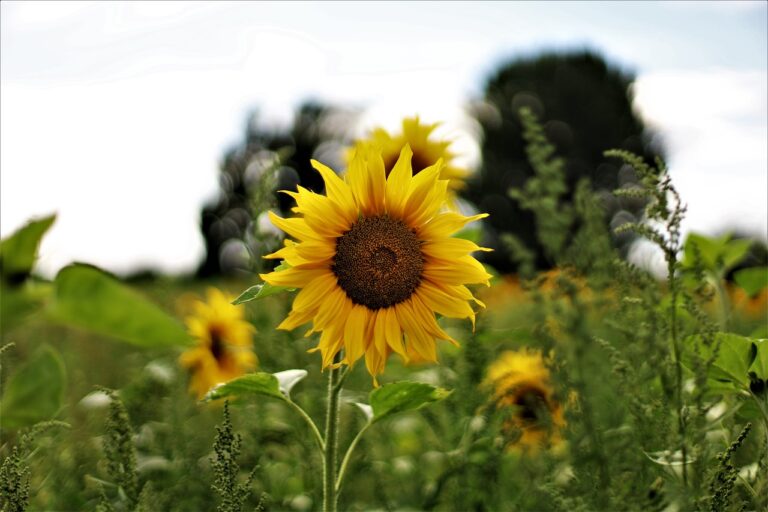 Heimat wiederfinden – Finding home again